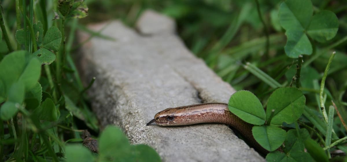 Nature Fun - Whistling Under the Stones