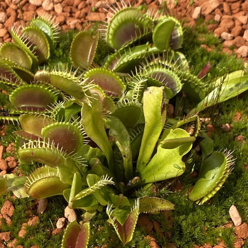 Children's Workshop 3-6 years: Carnivorous Expedition