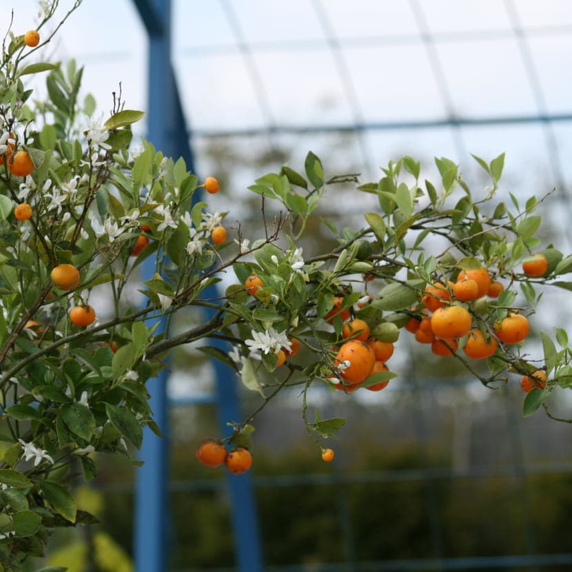 Workshop - Citrus fruits, even in the East
