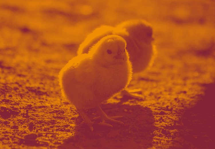 Week-end des petits animaux