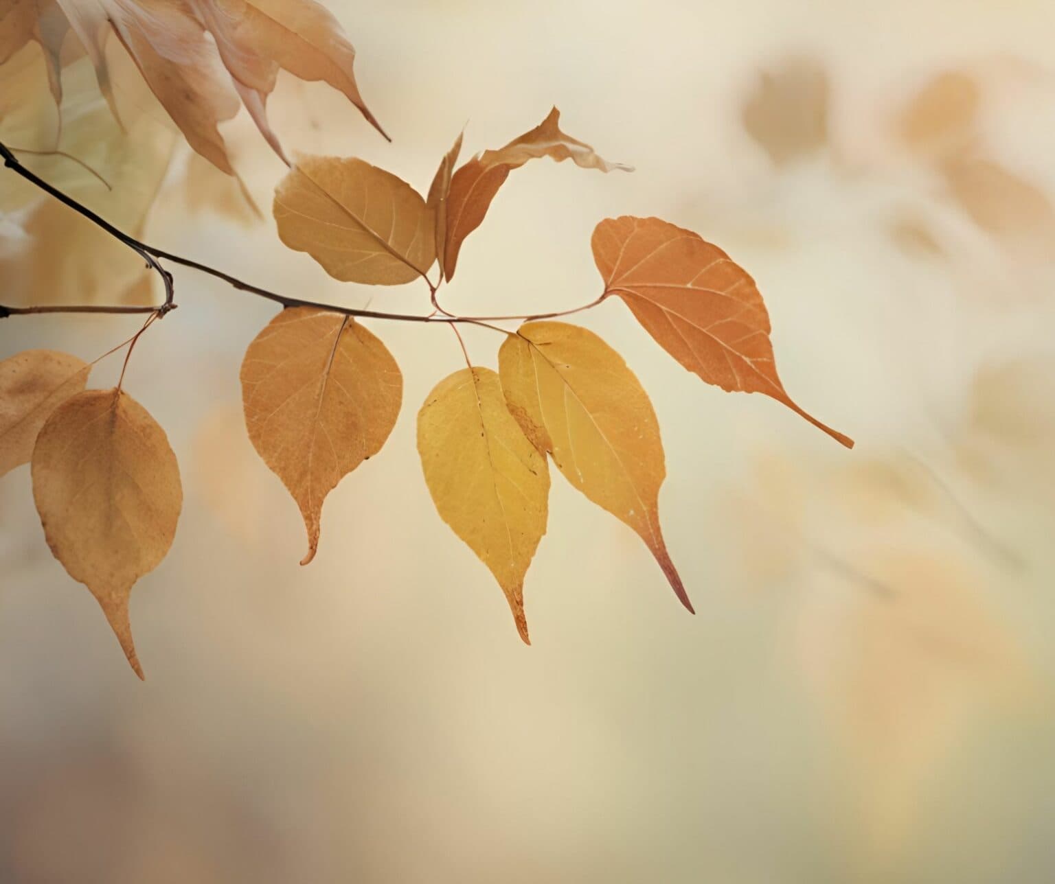 Forest bathing with artistic prompts in autumn