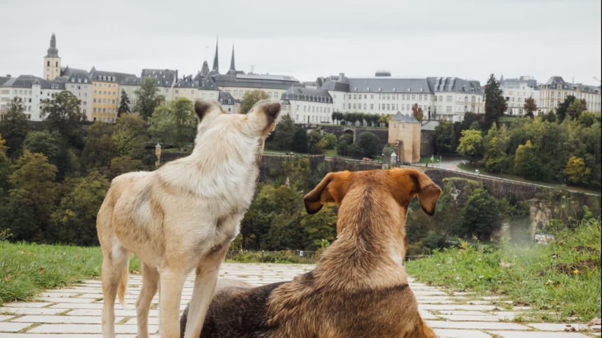 Paws around the City - Social & Training Walk