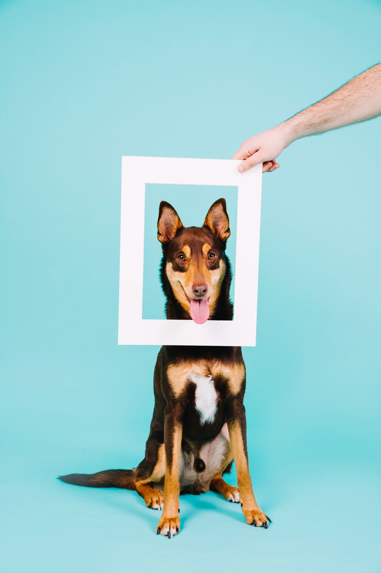 Owner and Dog Photo Studio