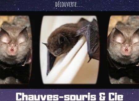 À la découverte des chauves-souris et Cie