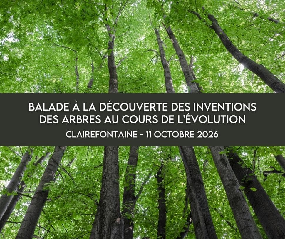 Balade à la découverte des inventions des arbres au cours de l’évolution