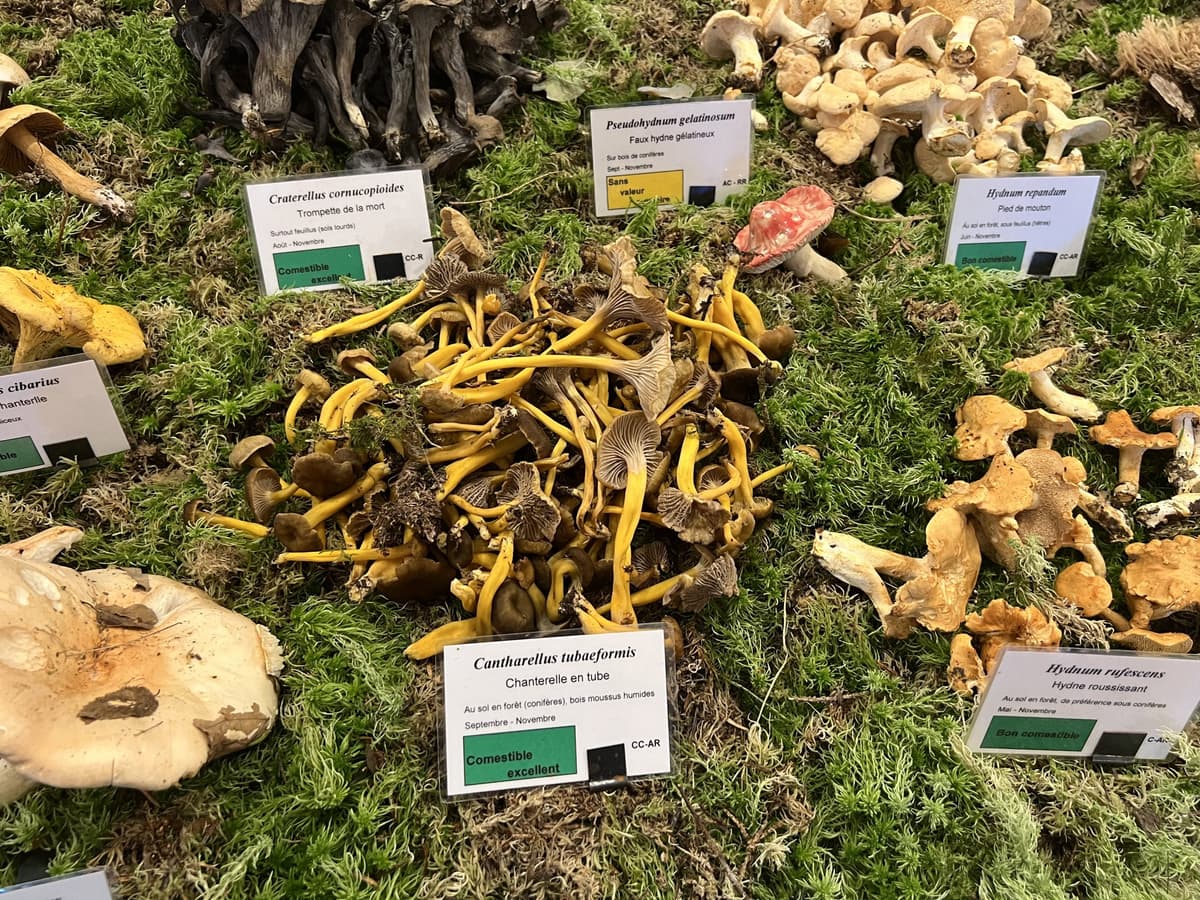 MJC : Exposition Champignons avec Patrick Aucher et Bertrand Klein