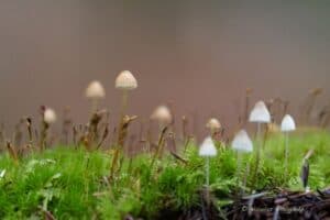 Photography workshop: “Staging Mushrooms”
