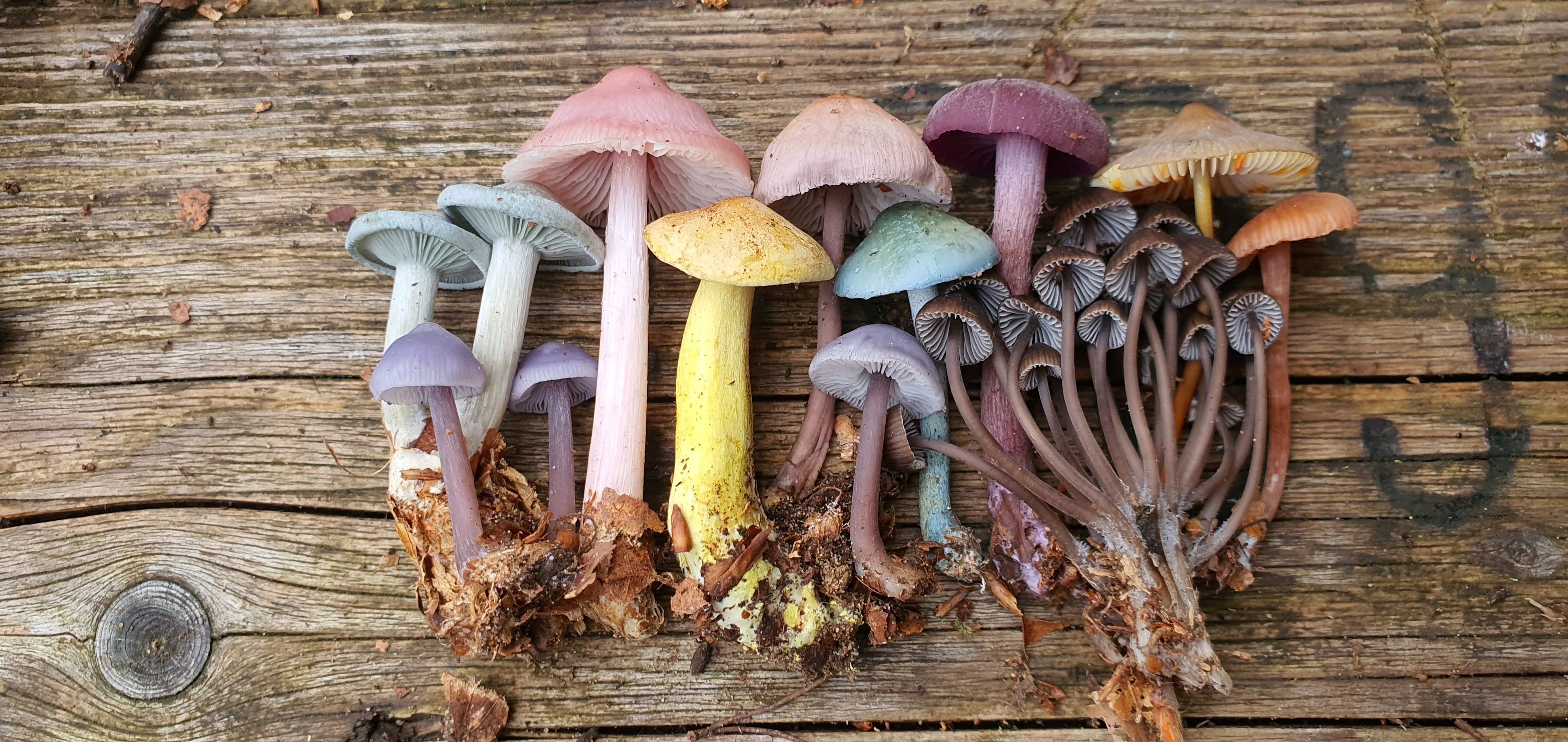 Balade guidée sur les champignons