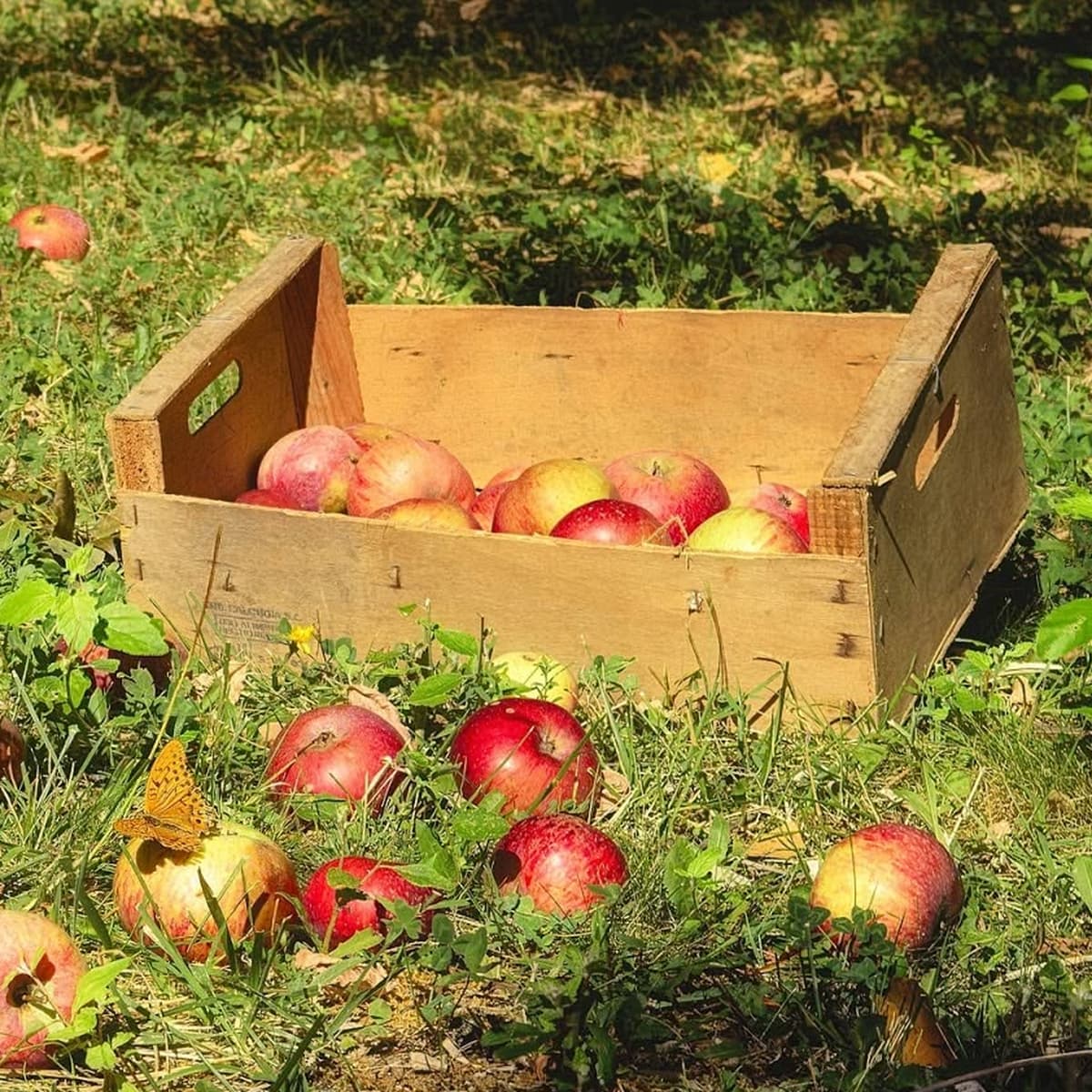 Apple Festival at Noirefontaine School