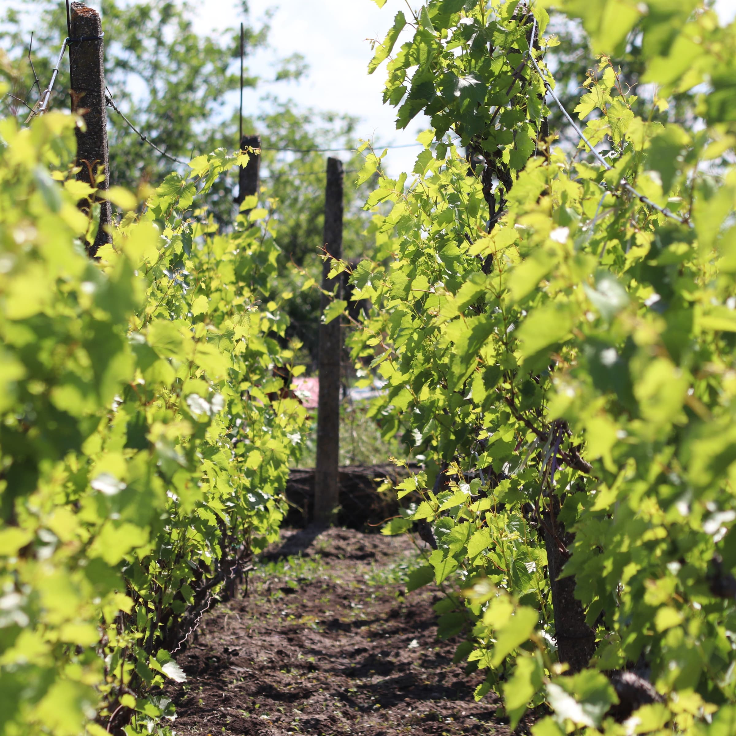 Jazz in the Vineyards - Domaine Sontag