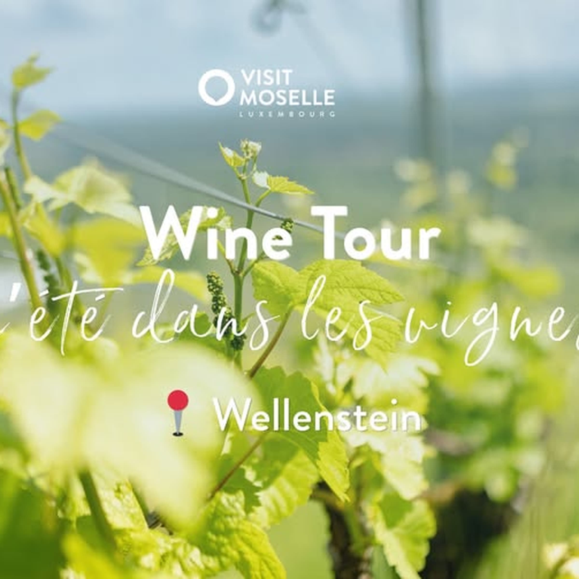 Afterwork Wine Tour - Summer in the Vineyards