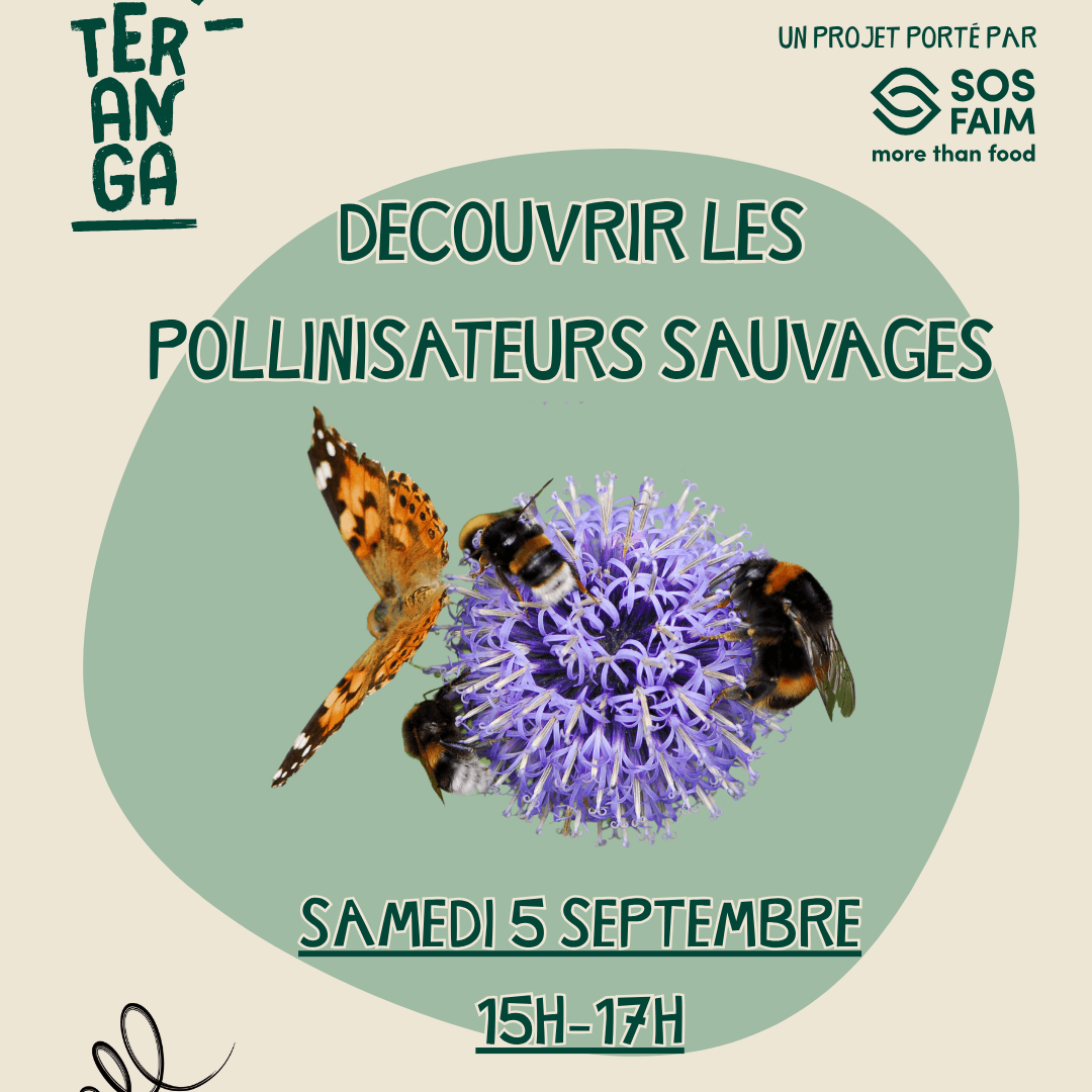 Découvrir les pollinisateurs sauvages