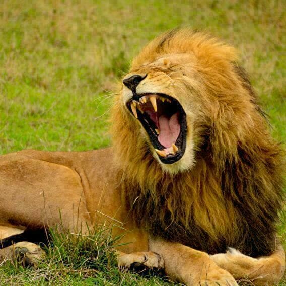 Visite Carnivore