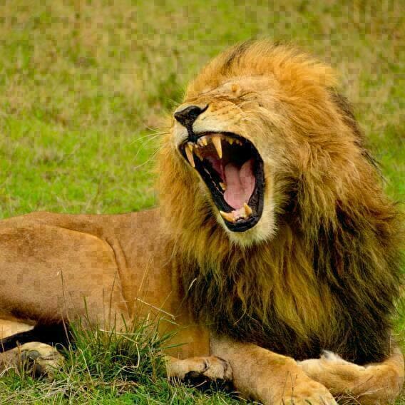 Visite Carnivore