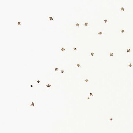 Murmurations