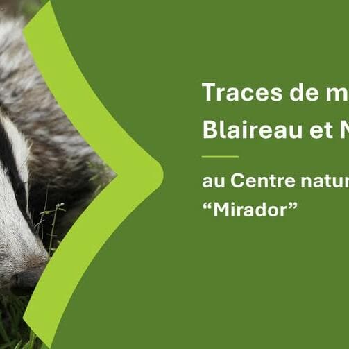 Traces de mammifères : focus sur le blaireau et la martre