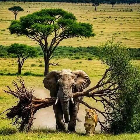 Safaris animaliers Rioba