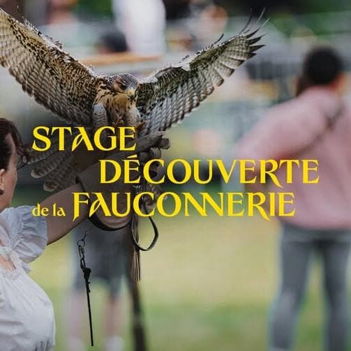 Falconry introduction for children / adults