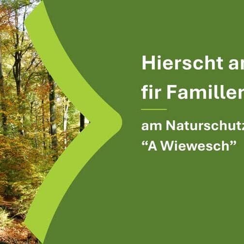L’automne en forêt pour les familles