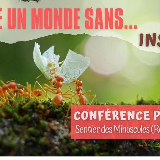 Imagine un monde sans… INSECTES