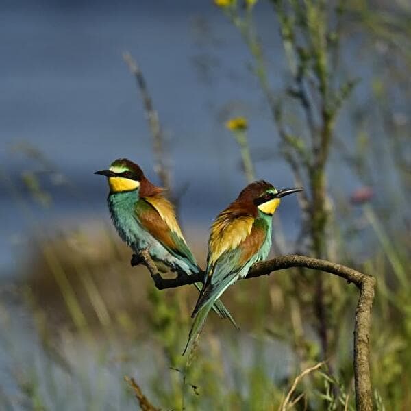 Exposition photo : « Sous le ciel de Lorraine... Les oiseaux »