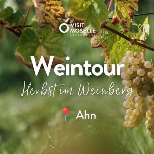 Weintour « Herbst im Weinberg » - 11/10