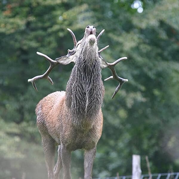 Respectful listening to the deer rut