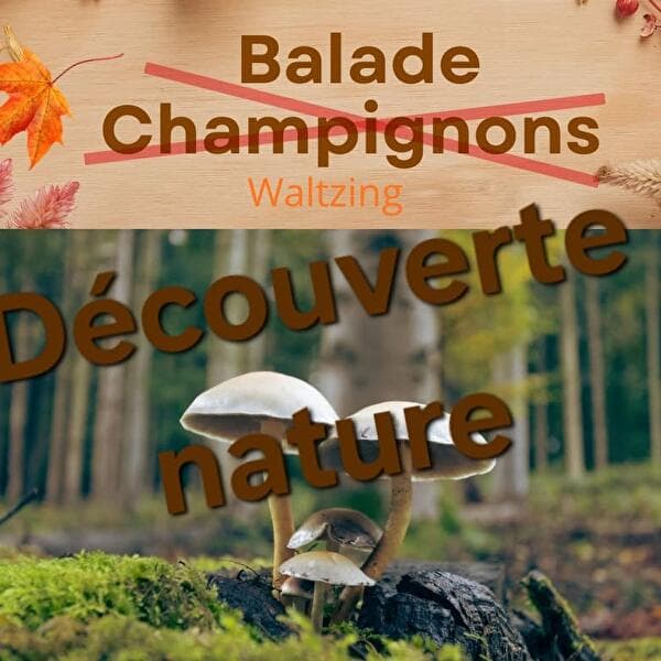 Balade découverte nature