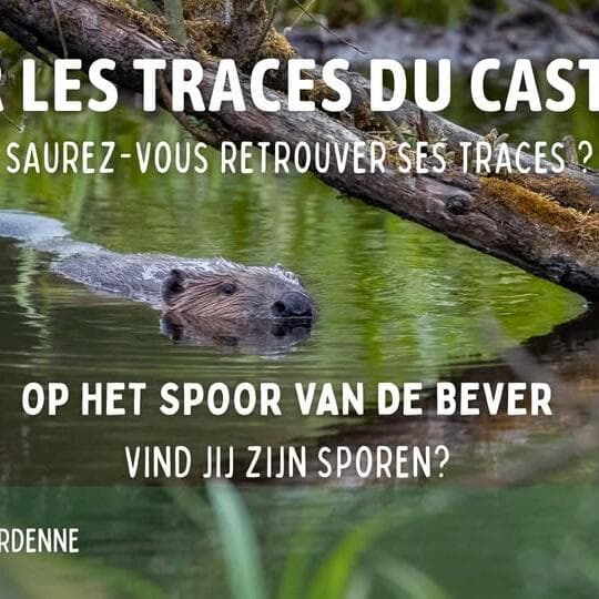 Sur les traces du castor – Balade nature à Hotton