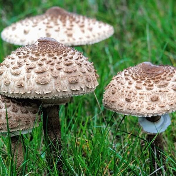 Discovering mushrooms in the Anlier forest, even when it is dry!