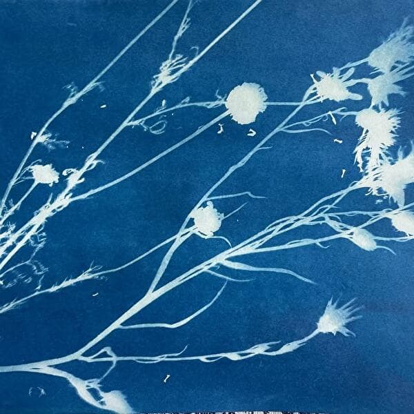 Youth Corner Photo | 6-12 ans | L’herbier bleu