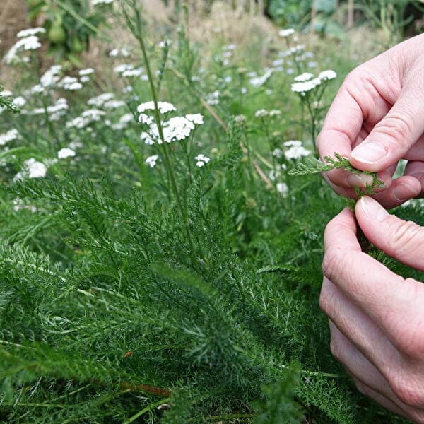 Accessible à tous – Randonnée aux herbes sauvages et dégustation