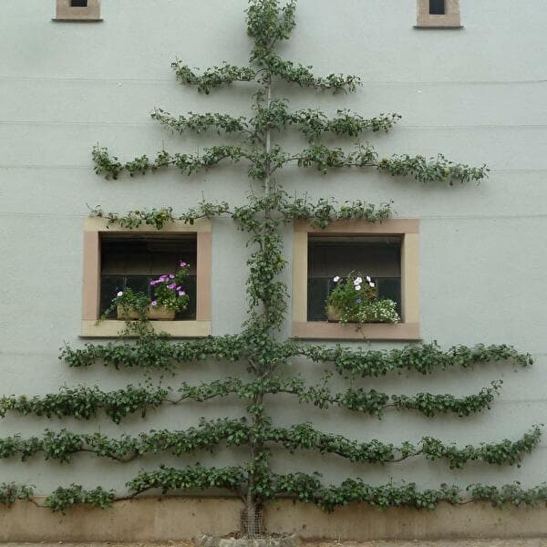 Taille d’arbres fruitiers : arbres en espalier