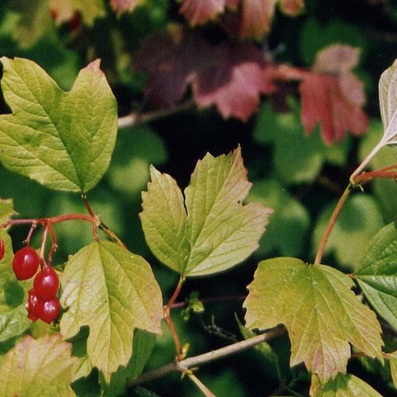 Arboretum Kirchberg - Hêtres, chênes et ligneux indigènes