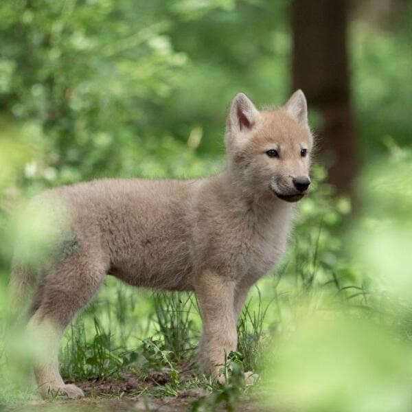 Histoires de loups expliquées aux enfants