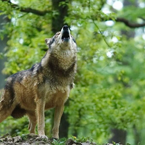 Histoires de loups expliquées aux enfants