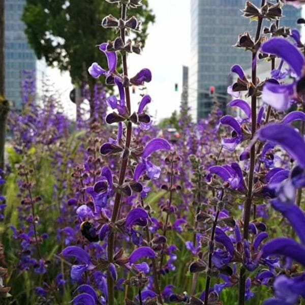 Walks to Discover Medicinal Plants