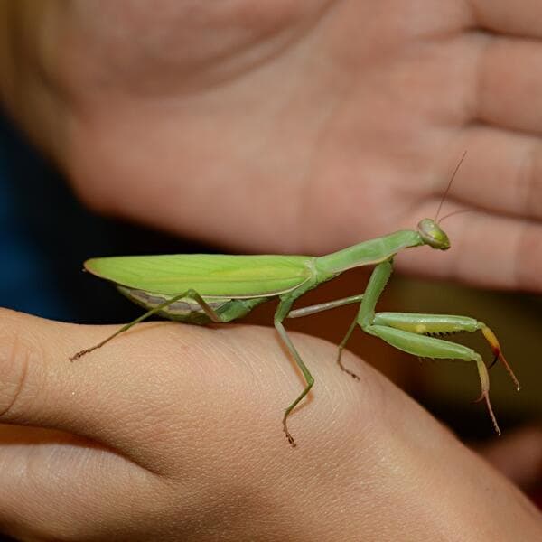 Nature Playtime - Praying Mantises