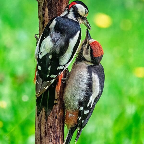 Nature fun - The Pic family
