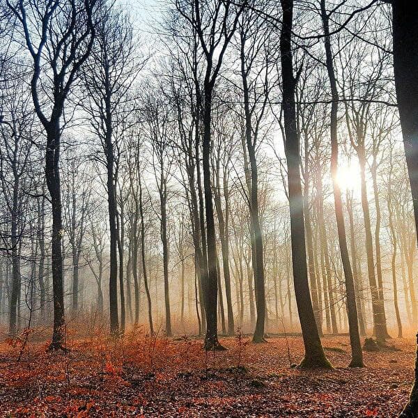 The 4 Seasons Walk "Autumn"
