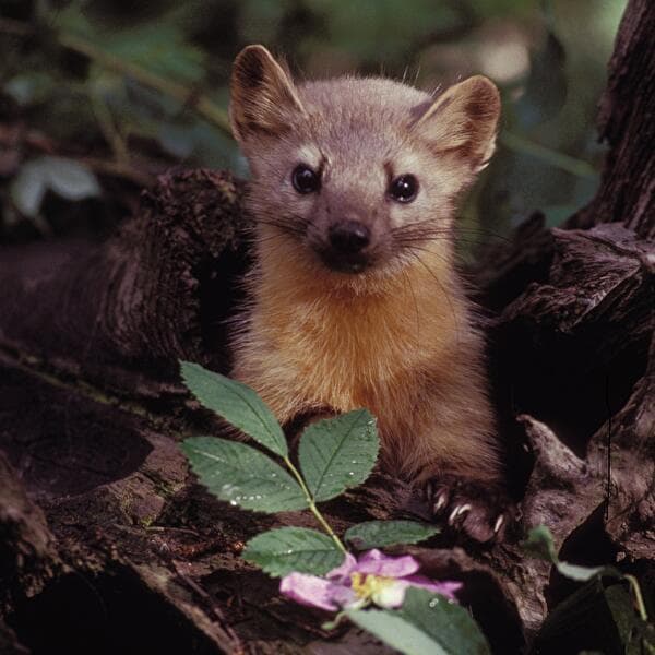 Nature Day - The Inhabitants of the Tree