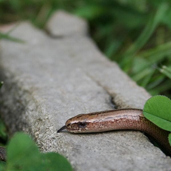 Nature Fun - Whistling Under the Stones