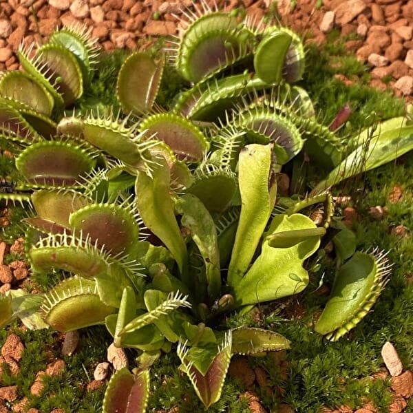 Children's Workshop 3-6 years: Carnivorous Expedition