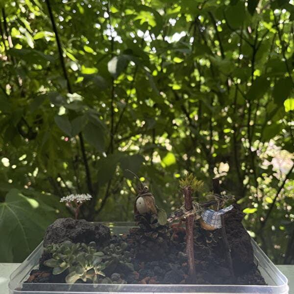 Atelier enfant 5-10 ans : Mini-jardin