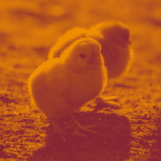 Week-end des petits animaux