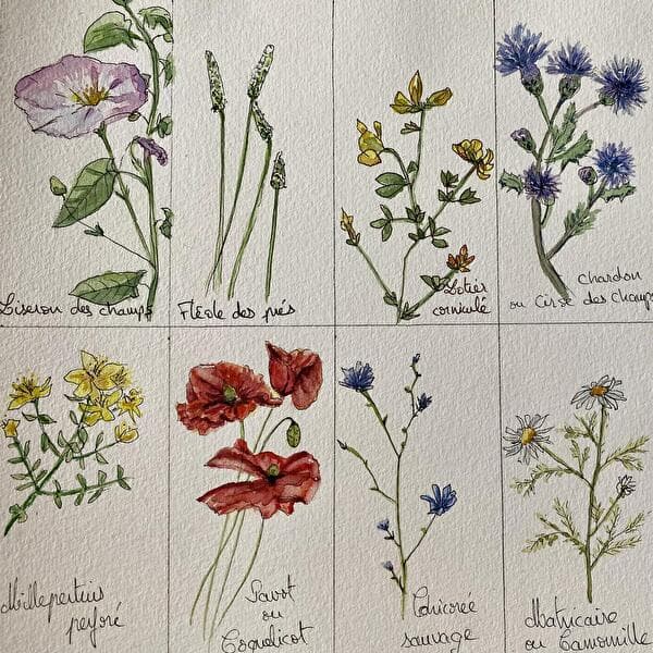 Watercolor Workshop - Wild Herbarium