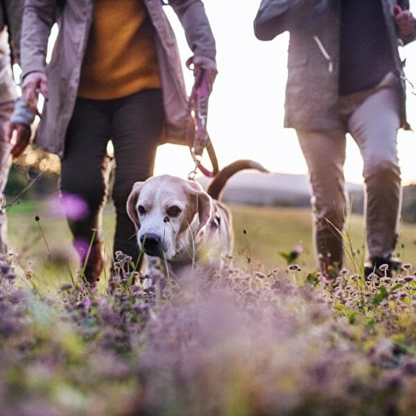 Dog meetup - Group walk with a coach