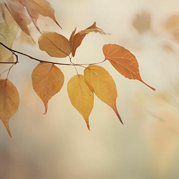 Forest bathing with artistic prompts in autumn