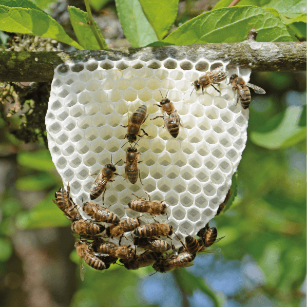 Exposé sur les abeilles avec Michel Collette : « Die Bienen & die Biolandwirtschaft »