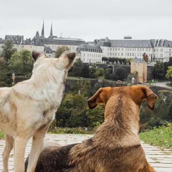 Paws around the City - Social & Training Walk